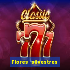 Flores silvestres brasileiras 25